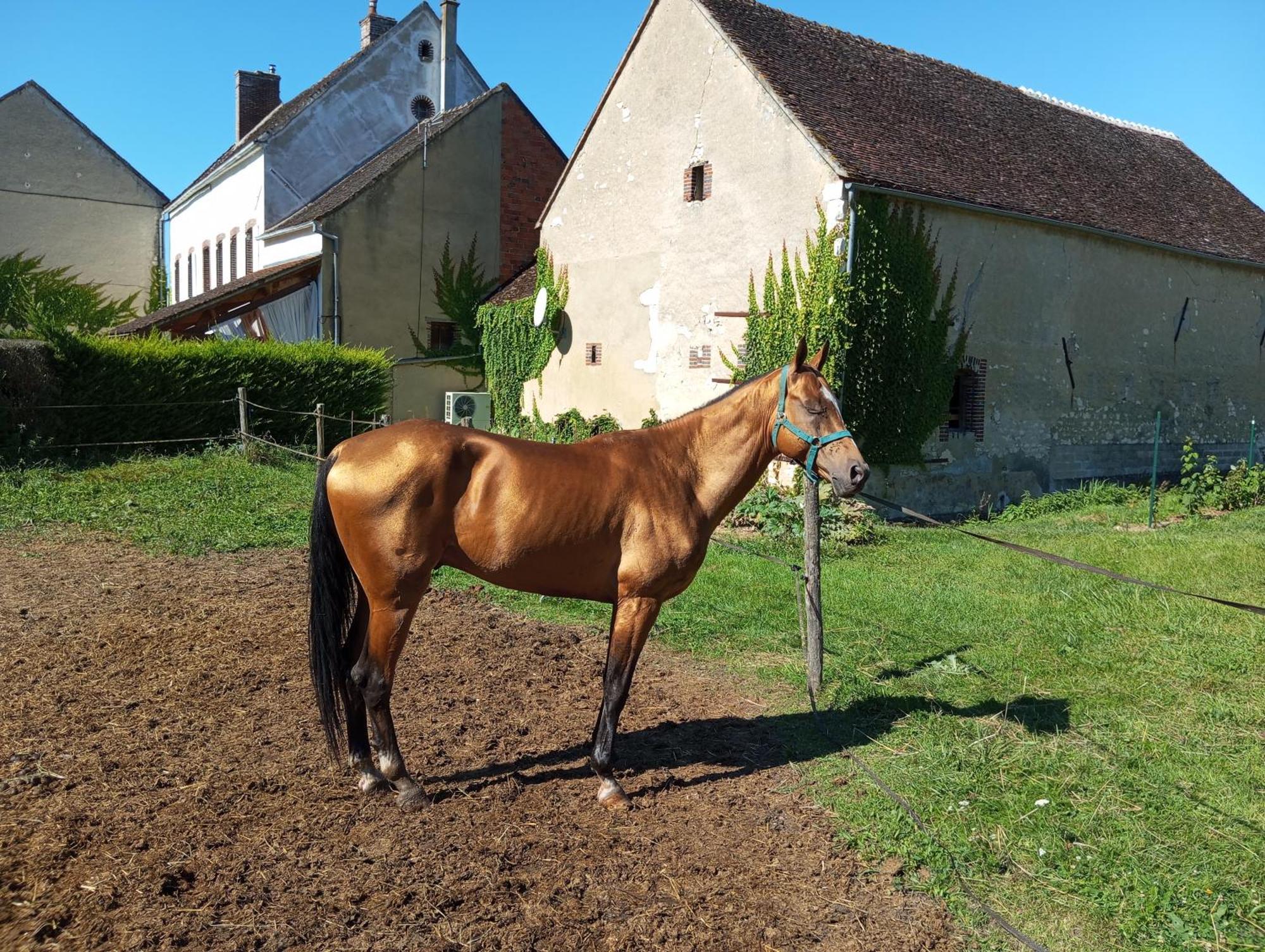Le Moulin Neuf Villa Brienon-sur-Armancon ภายนอก รูปภาพ